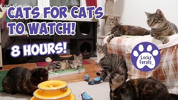 Cats Videos For Cats To Watch ➙ EPIC 8 HOURS With Sound! * Cats Playing * Entertainment For Cats