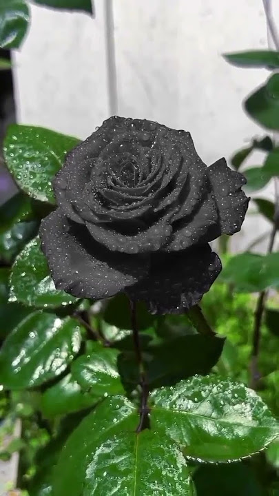 story' wa mawar hitam #mawarhitam #shortvideo