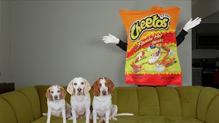 Dogs vs Giant Cheetos Bag Prank! Funny Dogs Maymo, Potpie & Penny Battle Cheetos!