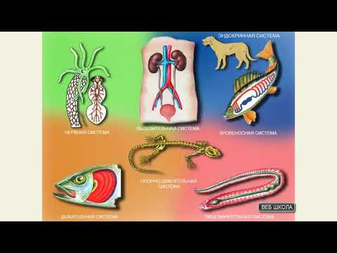 Система органов животных