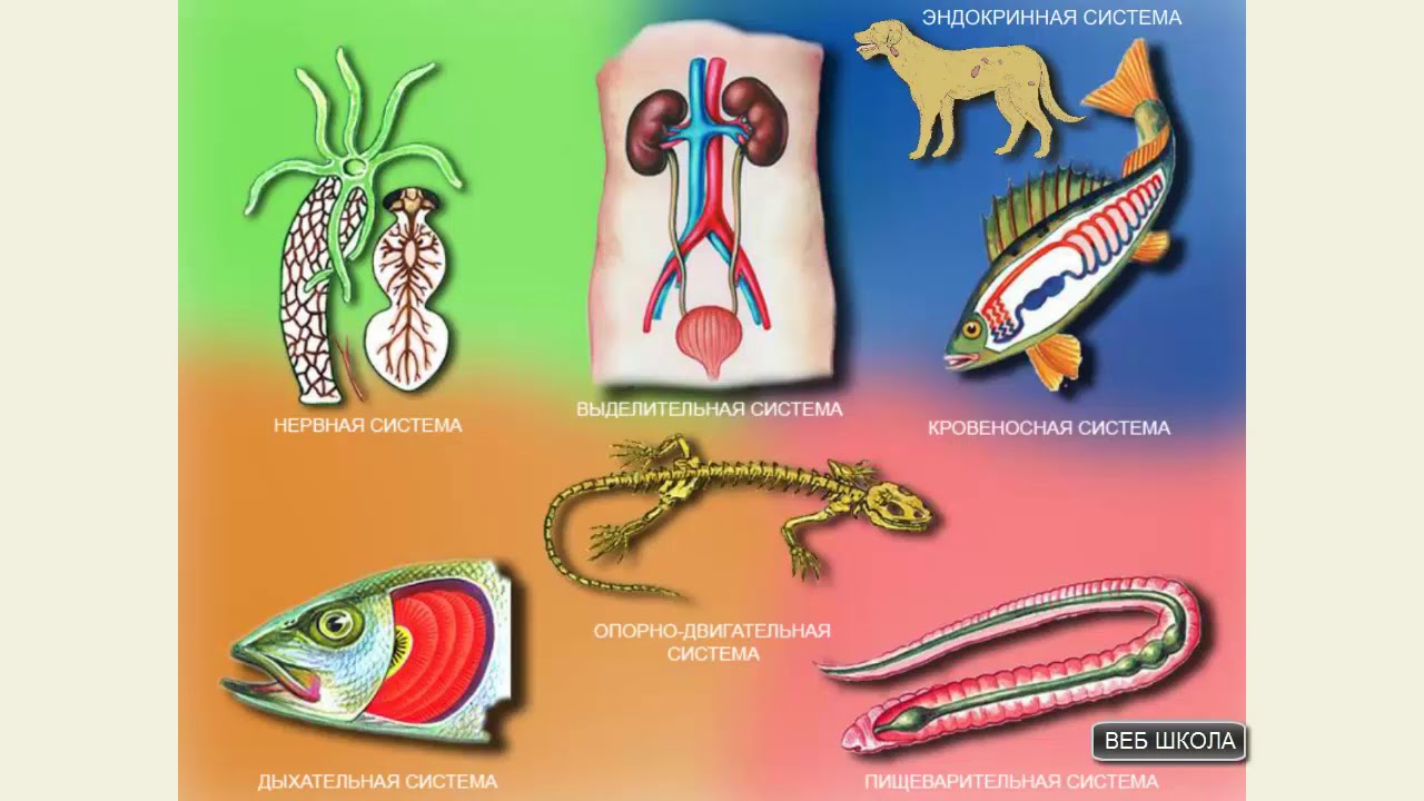 ⁣Система органов животных