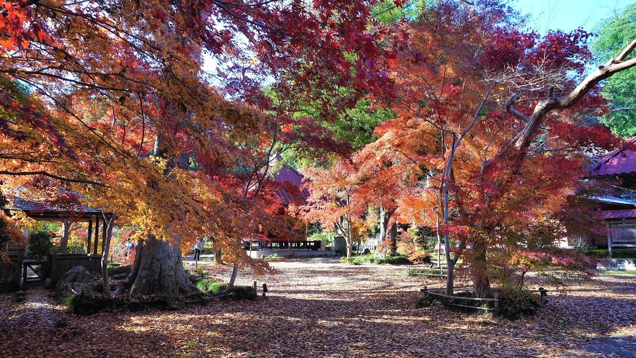 益子町　圓通寺の美しい紅葉