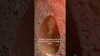 The Greenest Burial Method In The World.