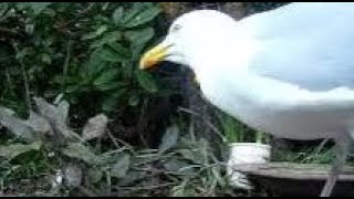Gull Bird On Spring Friday Visit To My Cottage Garden Scone Perth Perthshire Scotland