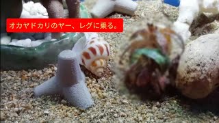 オカヤドカリのヤー、レグに乗る。