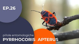  Pyrrhocoris apterus - Entomological pills - 26 - subtitled