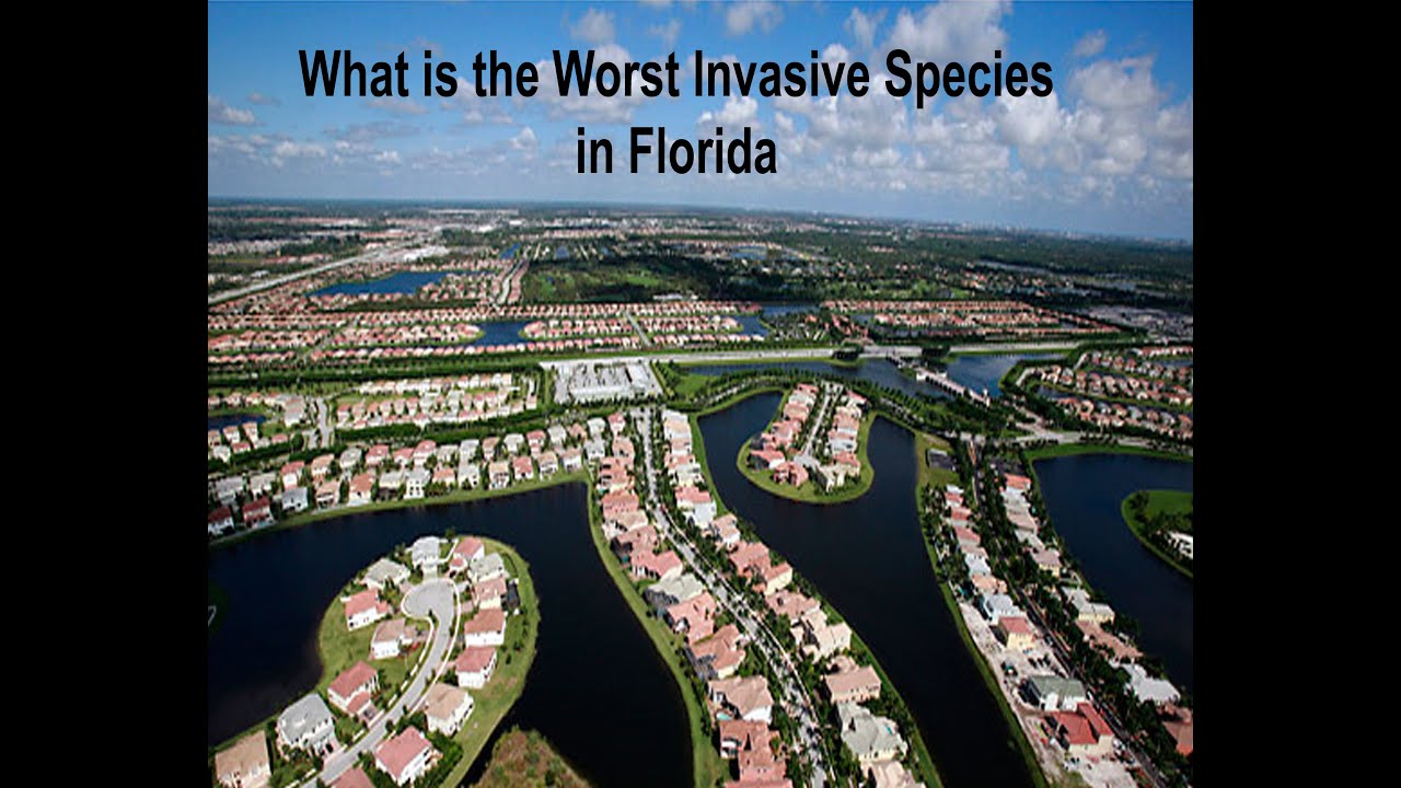 Florida s Worst Invasive Species YouTube