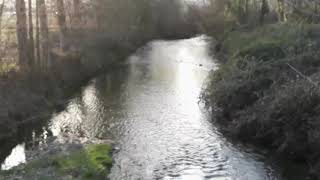 Camaron Y El Agua