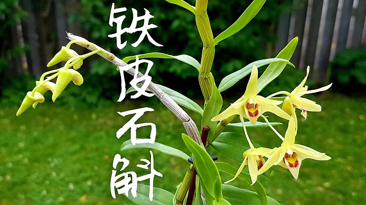 铁皮石斛 Dendrobium Officinale - DayDayNews