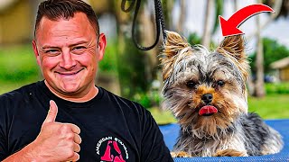 Yorkshire Terrier PUPPY TRAINING by American Standard Dog Training 46,431 views 1 year ago 8 minutes, 8 seconds