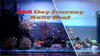 365 Day Journey of a Nano Reef