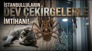 İstanbul'da Çekirge Alarmı: Balkonlardan Evlere Kadar Girdiler