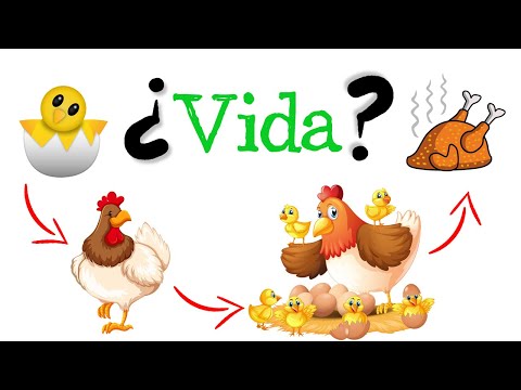 Vídeo: Com Explicar A Un Nen Què és La Vida