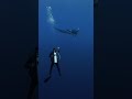 The ocean and I are o fish ally best friends forever