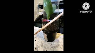 видео: Три результативных метода прививок дыни и арбуза картинка: Три результативных метода прививок дыни и арбуза