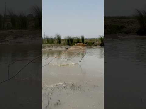 Fish hunting adventure, Indus river fishing #fishing