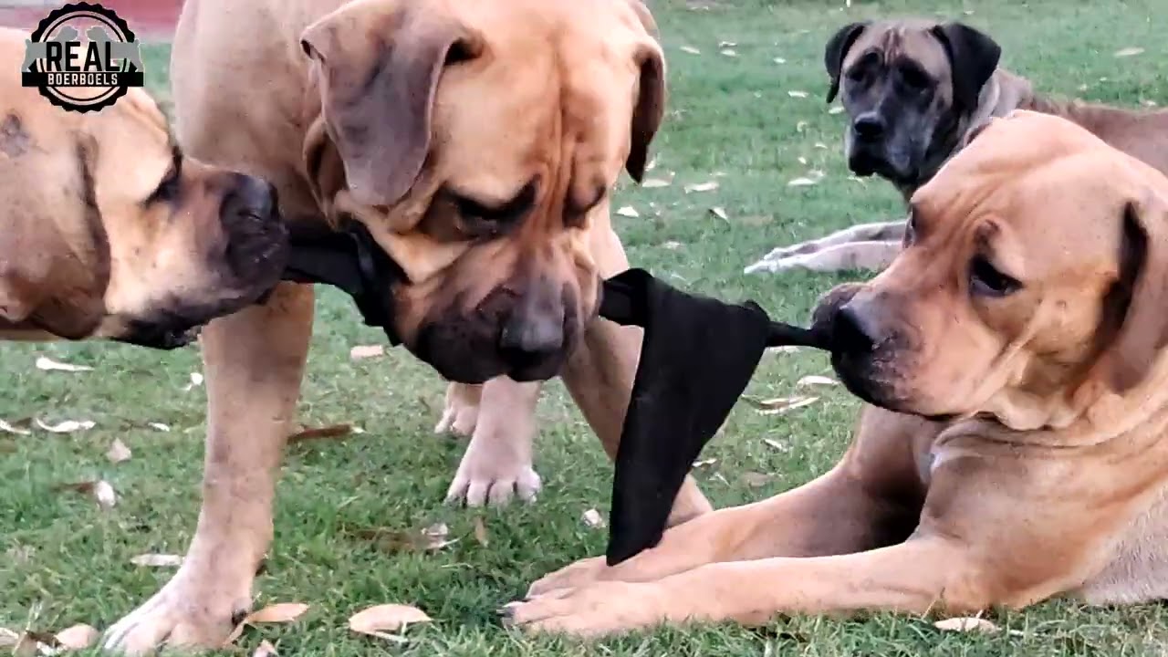 Real Boerboels - Epic Dog Tug of War Battle! 🐶💪 | Hilarious Doggy Showdown 😄😄😄