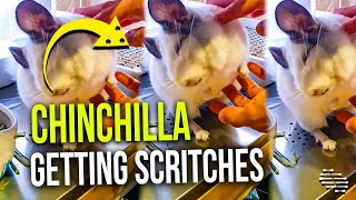 Chinchilla Getting Some Sweet Spot Scritches by Owner Who’s Using Both Hands