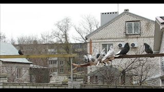 картинка: Первый день декабря