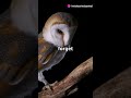 Creepy animal sounds you won’t believe #facts #animalfacts #animallife #animals #weird #shorts