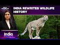 India's Mega Cheetah Comeback | 'Project Cheetah' Brings Big Cats Back From Extinction