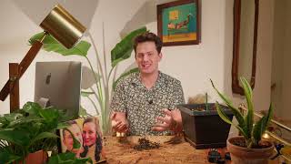 How to Repot Overwatered Monstera