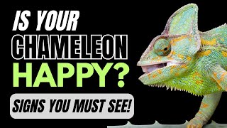 5 Clear Signs: How to Tell If a Chameleon is Happy?