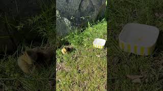 The story of the baby duck’s rescue hear the cute little chirps at the end