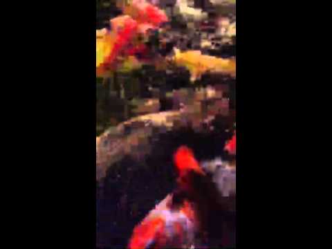 Koi Fish Feeding at Night in Summit, NJ