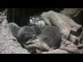 20161223コツメカワウソ子育て頑張っています