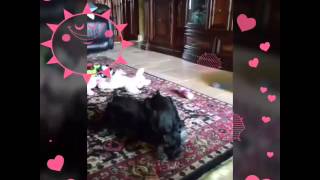 Holly Jolly Schnauzers black and silver boys