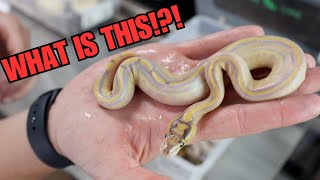 What In The Bongo Did We Hatch!?