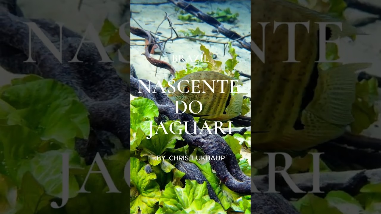 Piranha,Pacus and Armoured Catfish. Tomorrow! #tropicalfish #fish #freshwaterfish #aquarium #brazil