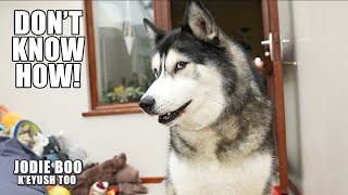 Husky Argues About Waving! Pretends He Can’t!