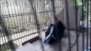 suara anak cekakak