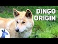 Origin of the dingo australias ancient canine