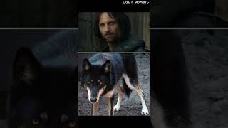 The Lord of the Rings as Dogs (according to the internet) #lotrmemes #gotamoment #shorts