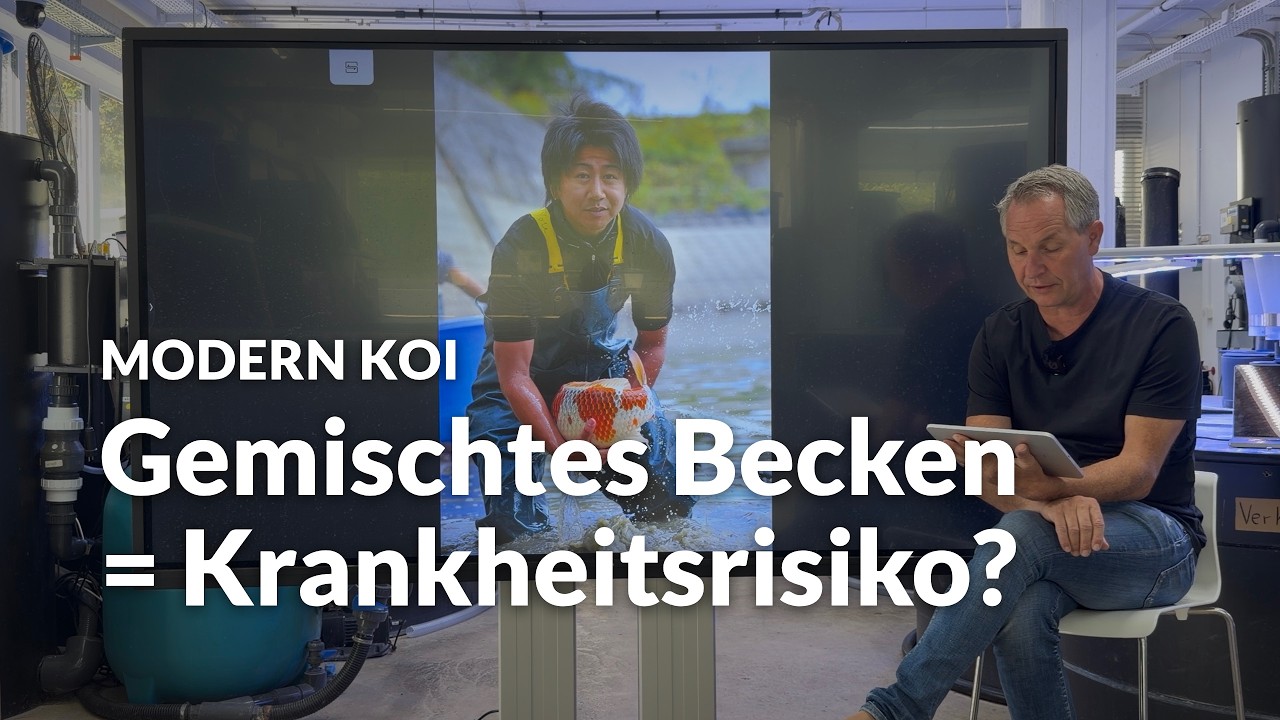 Wenn dein Lieblingszüchter beim Händler mit anderen Koi vermischt wird | Modern Koi Blog #8268