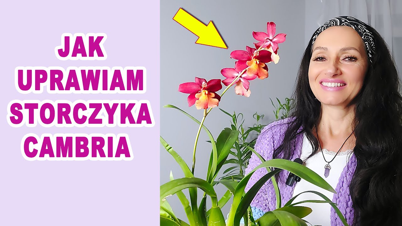Jak uprawiać storczyka Cambrię aby zakwitł