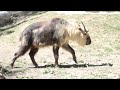 Griff the takin adjusting to home at ZooMontana