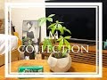 【観葉植物】1人暮しOLの観葉植物をメンテナンスしてみた！パキラの剪定します！