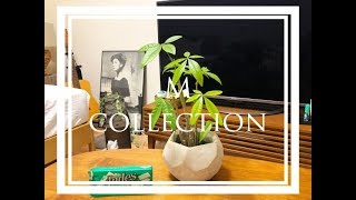 【観葉植物】1人暮しOLの観葉植物をメンテナンスしてみた！パキラの剪定します！