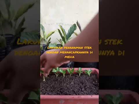 Stek sungkup bunga