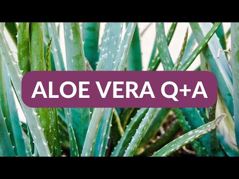 bogenhanf substrat AIRY System M mit Bogenhanf (Sansevieria Zeylanica)