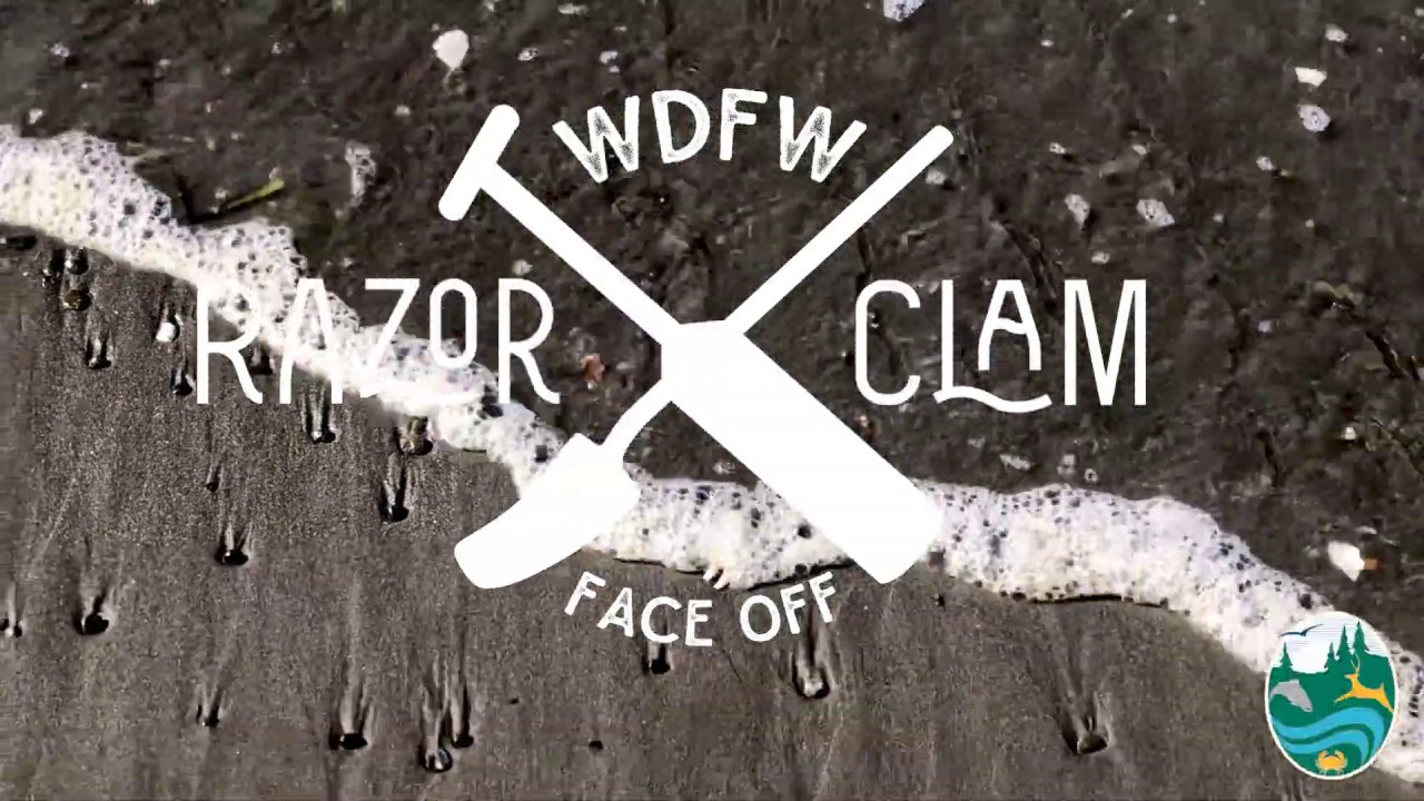 WDFW's 2019 Razor Clam Face-Off Challenge - YouTube
