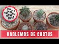 Hablemos de Cactus