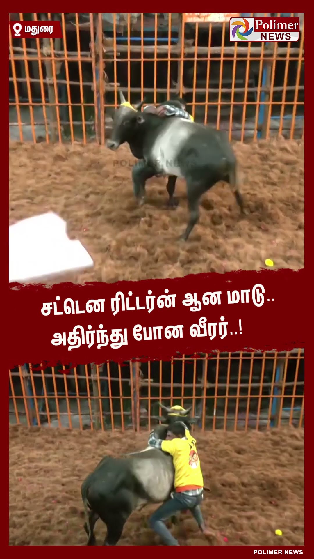 சட்டென ரிட்டர்ன் ஆன மாடு.. அதிர்ந்து போன வீரர்..! #shorts Avaniyapuram Jallikattu