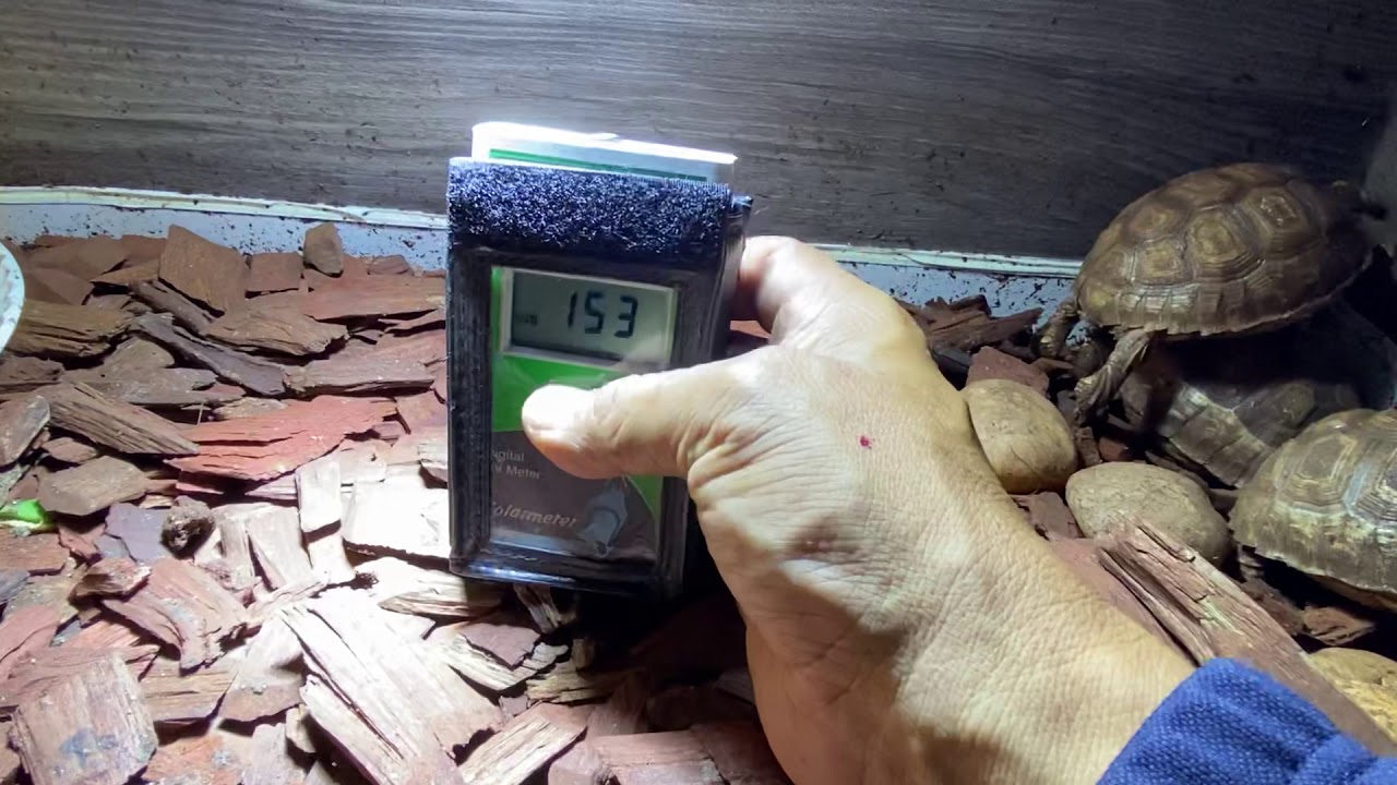 Luz uv para reptiles y tortugas acuáticas y terrestres YouTube