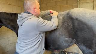 Celebrity Module 4 Case Study   Horse B   Stretches Profile