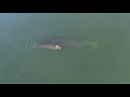 Injured Right Whale Calf